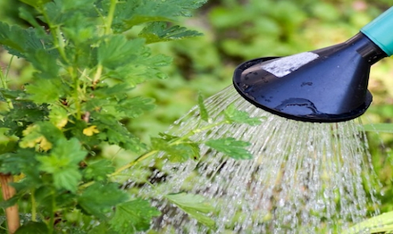 Causes de moussage des engrais solubles dans l'eau et l'utilisation de défilores